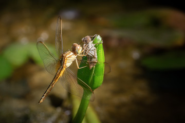 dragonfly