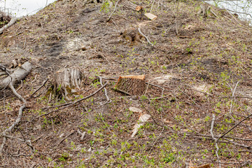 Pine tree forestry exploitation in a sunny day. Stumps and logs show that overexploitation leads to deforestation endangering environment and sustainability