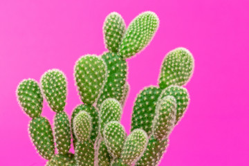 petit cactus
