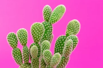 Foto op Aluminium kleine cactus © Pituk