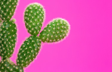 small cactus