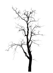 dead tree
