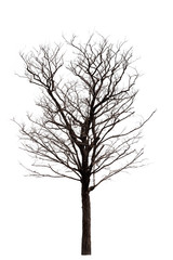 Obraz premium dead tree