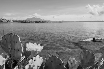 Flor, mar e montanha encantadora