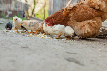 Close up yellow chicks on the floor , Beautiful yellow little chickens, Group of yellow chicks