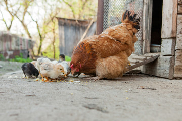 Close up yellow chicks on the floor , Beautiful yellow little chickens, Group of yellow chicks