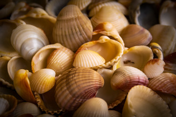 Seashells background