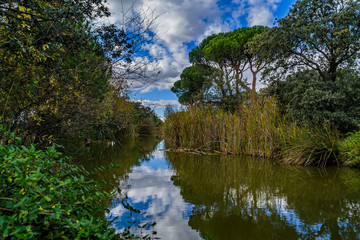Dehesa de Navalcarbón. Las Rozas de Madrid, Madrid, España.