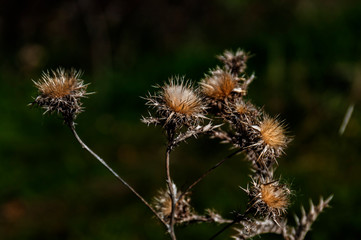 Dried thistle flowers