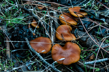 Mushrooms and herbs.
