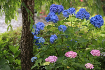 Fototapeta premium 柳の下に咲いたカラフルな紫陽花