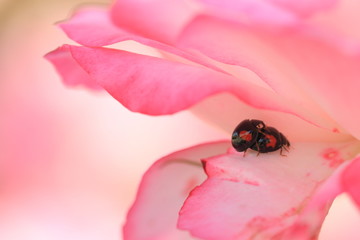 薔薇の花びらとてんとう虫の交尾です