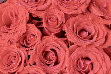 Beautiful of rose flower 