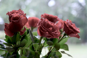 Beautiful of rose flower 