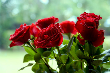 Beautiful of rose flower 
