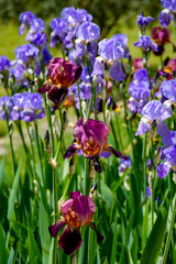 Lilac iris flowers, spring blossom of colorful irises in Provence, South of France