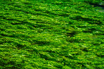 River stream with emerald green water and green water plants