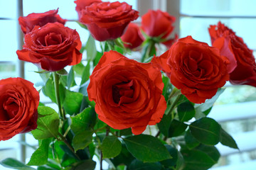 Beautiful of rose flower