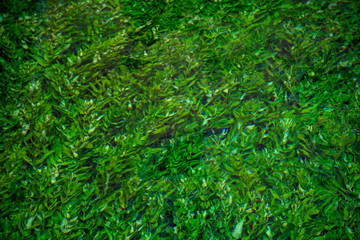 River stream with emerald green water and green water plants