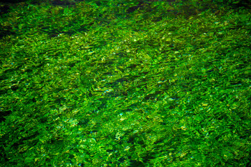River stream with emerald green water and green water plants