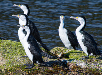 New Zealand Pied Shag colony in Doubtful Sound