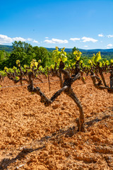 Production of rose, red and white wine in Luberon, Provence, South of France, vineyard on ochres in...
