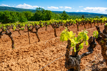 Production of rose, red and white wine in Luberon, Provence, South of France, vineyard on ochres in early summer