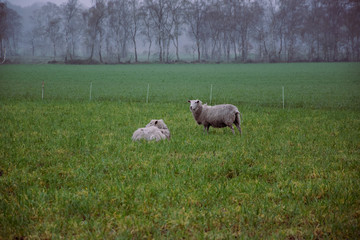 Obraz premium sheep and lambs