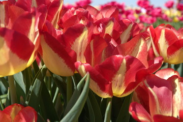 Naklejka premium red and yellow flowers 