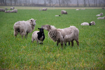 sheep in field