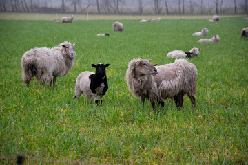 sheep and lambs