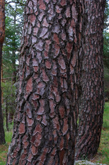 Pine trunks with their textured bark