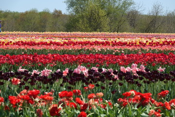 field of tulips