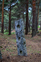 Stone menhir among the forest