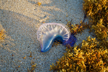  La agua mala está en la orilla de la playa al lado de pedazos de sargazo. 