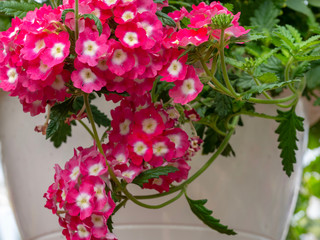 Hanging Plant with Pink Flowers
