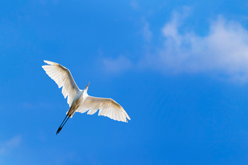 Flying great heron. Blue sky white cloud background.