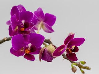 Violet Purple Orchid on White Background