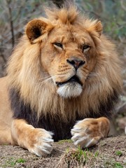 Fototapeta na wymiar Lion Sitting on the Ground Posing