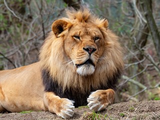 Lion Relaxing out in Nature