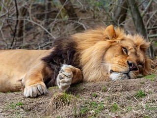 Lion Sprawled out Taking a Nap