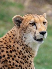 Naklejka na ściany i meble Cheetah Up Close in Nature