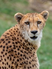 Cheetah Posting out in Nature