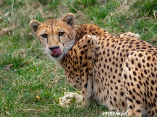 Naklejka na ściany i meble Cheetah with it’s Tongue Out