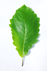 ナラガシワ の葉