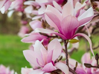 Pink Magnolia Blooms in the Spring