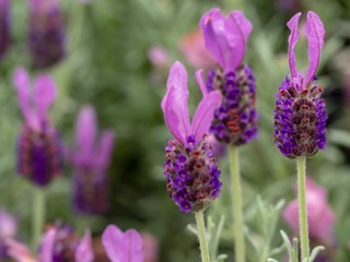 A Lavender Bush Up Close