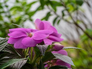 Purple Flowers in the Spring on Soft Green Leafy Background