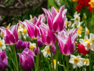 tulips in the garden