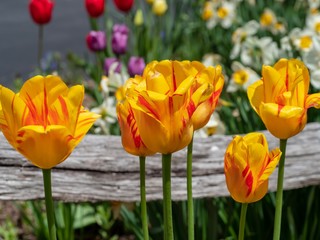Spring Tulips Up Close